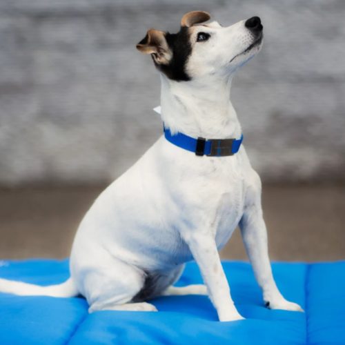 collier chien stressé wil