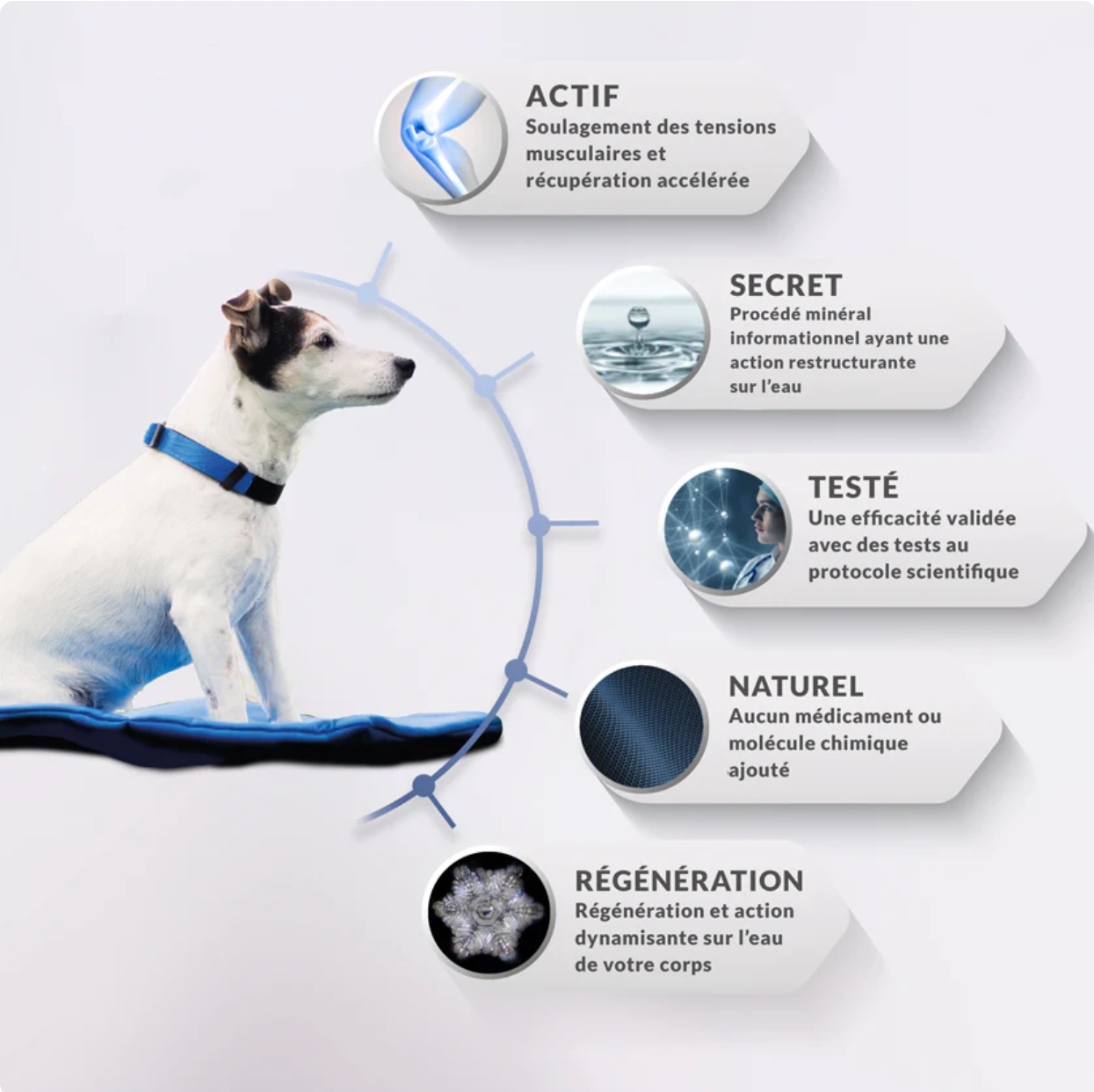 collier chien stressé bienfaits wil