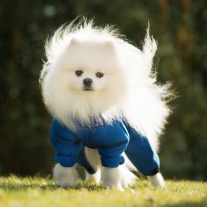 Body pour chien