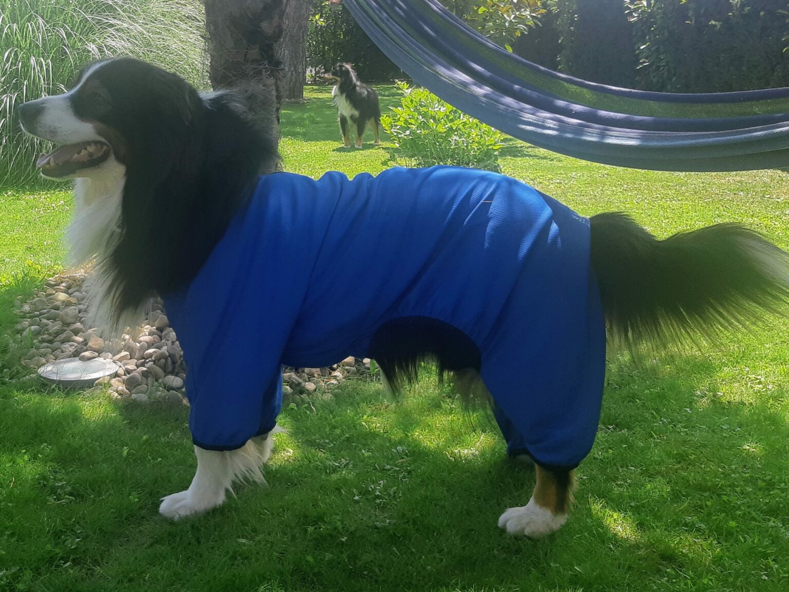 BODY pour Chien wil Vêtements antidouleurs/antiinflammatoire