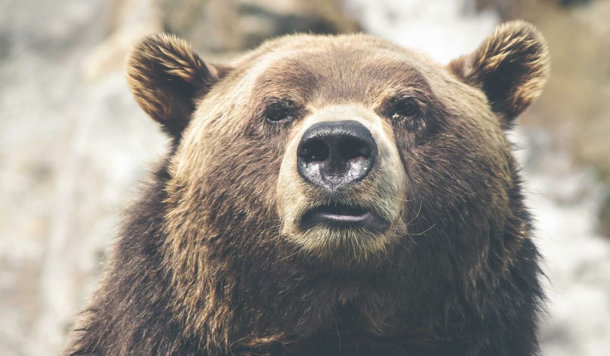 Illustration - Arthrose du genou : marcher sans payer le lendemain