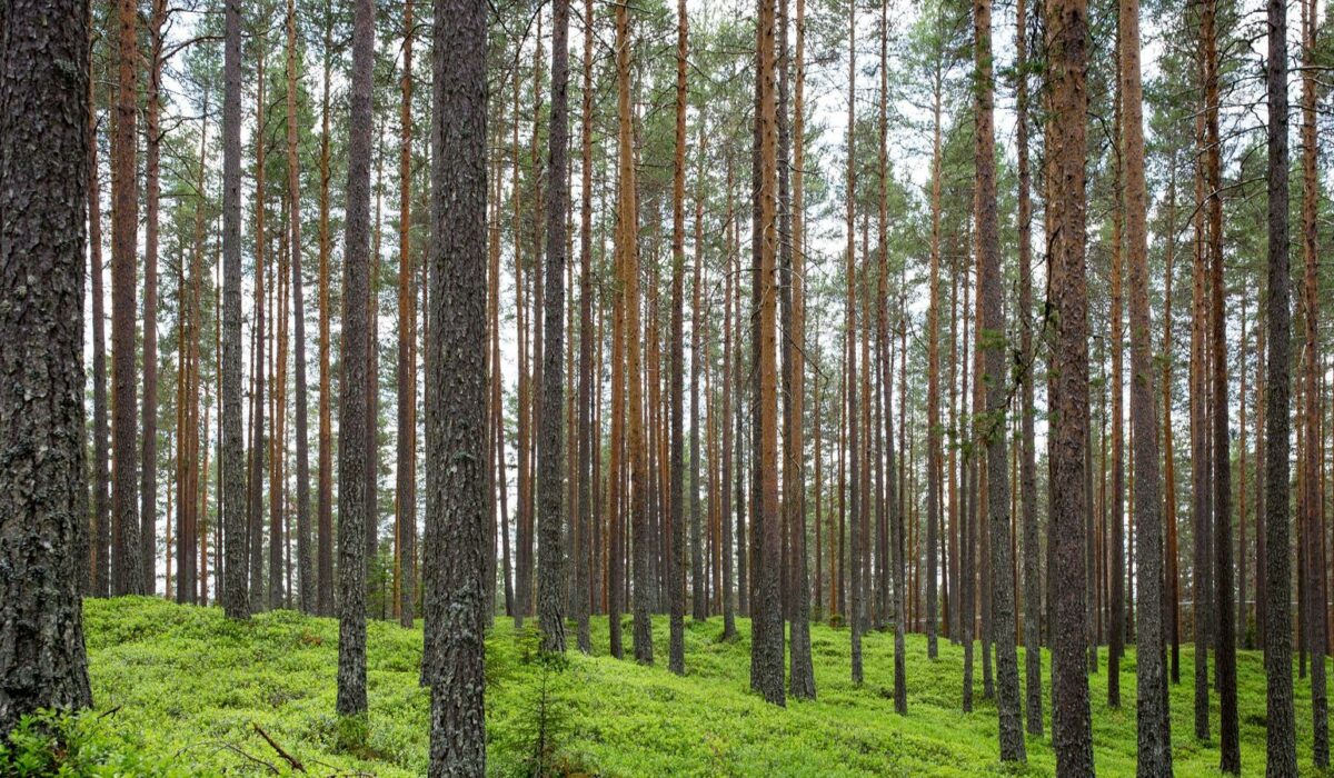 Illustration - Cheville fragile : stabiliser sans immobiliser