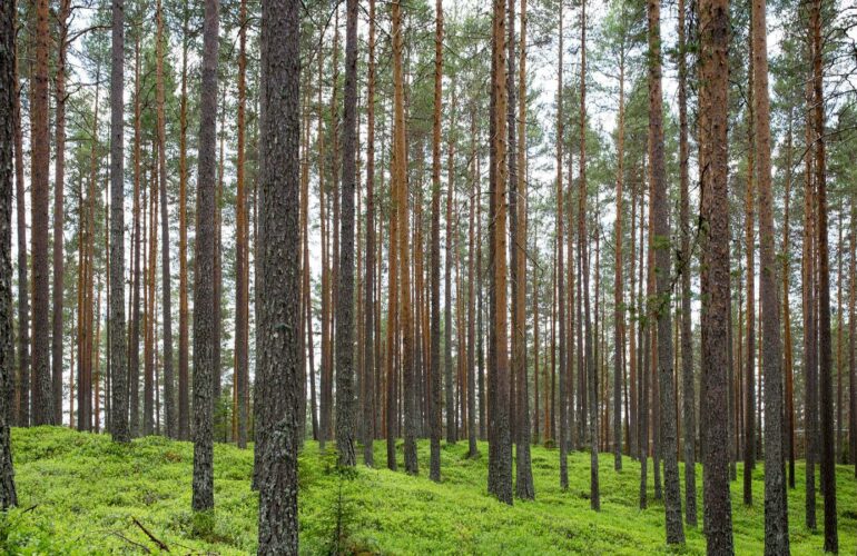 Cheville fragile : stabiliser sans immobiliser
