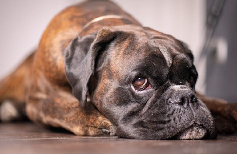 COLLIER chien stressé : histoire d’un quotidien sans crispation + guide complet