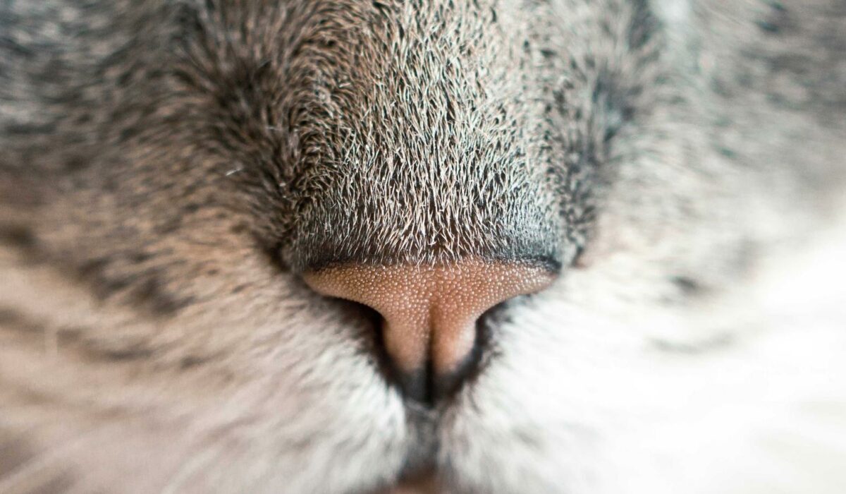 Illustration - Douleur au genou dans les escaliers : causes + solutions