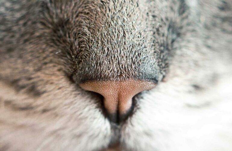 Douleur au genou dans les escaliers : causes + solutions