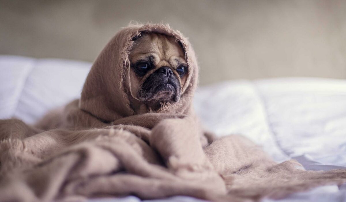 Illustration - Douleur chronique du dos : plan 14 jours réaliste