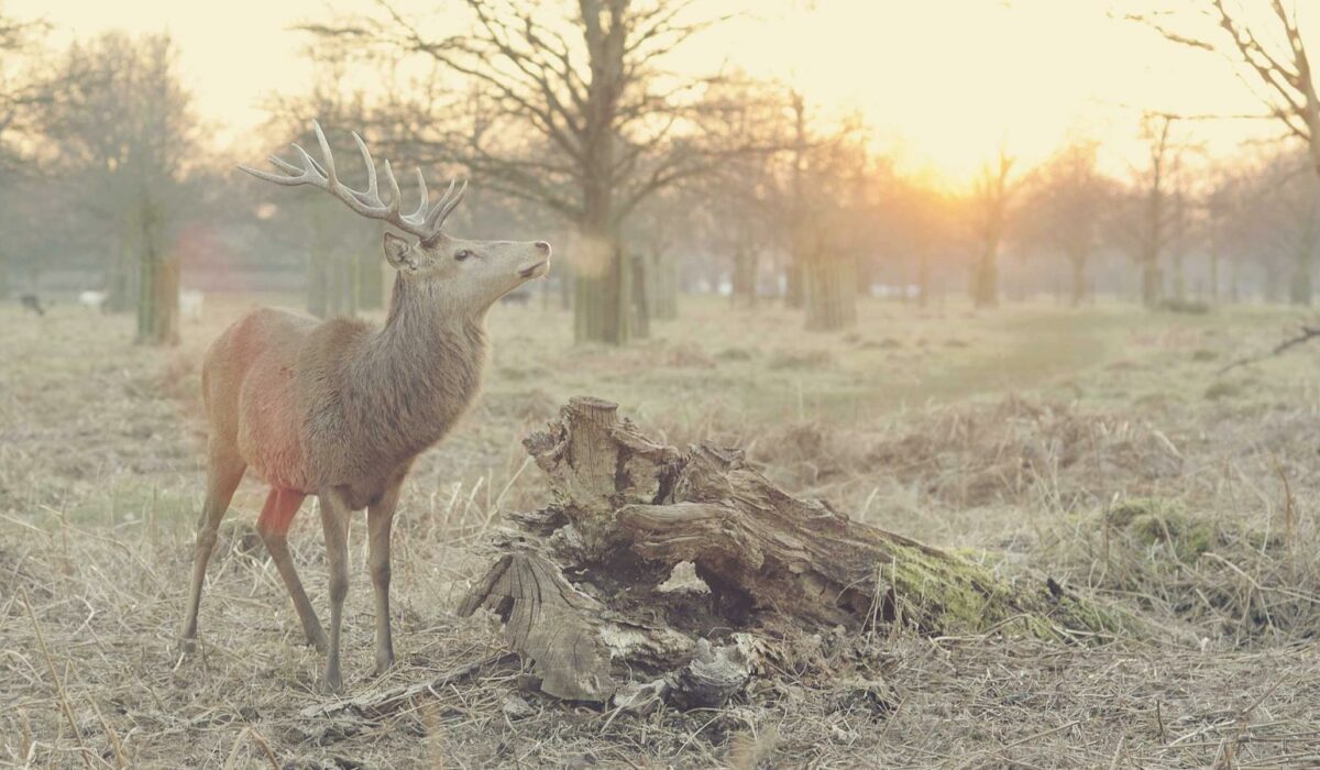 Illustration - Poignet de la maman (De Quervain) : douleur pouce-poignet